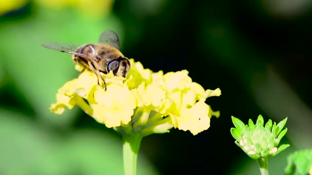 La abeja recoge el polen en la flor de cerca — Vídeo de stock