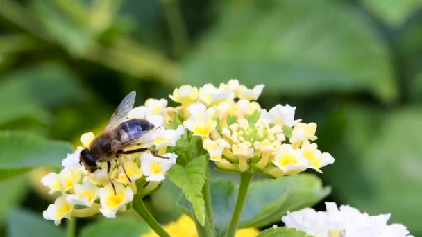 Bee collects pollen on the flower close up — Stock Video