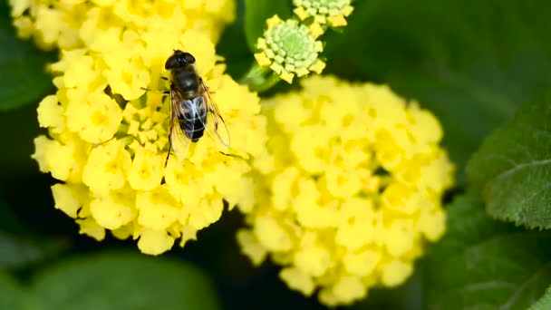 Abelha coleta pólen na flor de perto — Vídeo de Stock