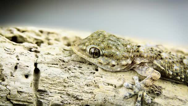 Gecko em um pedaço de madeira de perto — Vídeo de Stock