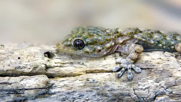 Gecko em um pedaço de madeira de perto — Vídeo de Stock