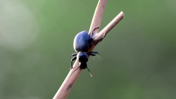 在树枝上的黑色甲虫 — 图库视频影像