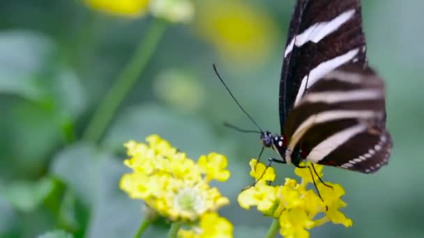 Mariposa comiendo miel en una flor — Vídeos de Stock