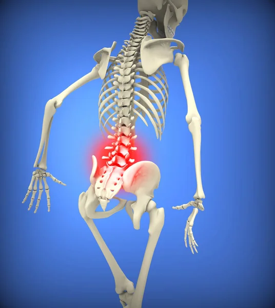 Esqueleto humano con la columna vertebral inferior resaltada — Foto de Stock