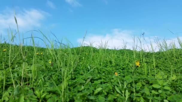 Campo al comienzo de la primavera — Vídeos de Stock