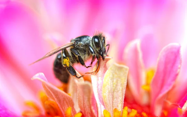 L'abeille recueille le pollen sur la fleur de près — Photo