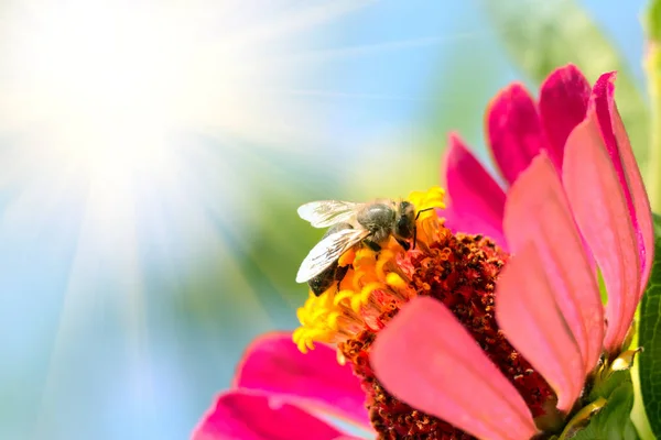 Bee op zoek naar stuifmeel in bloem — Stockfoto