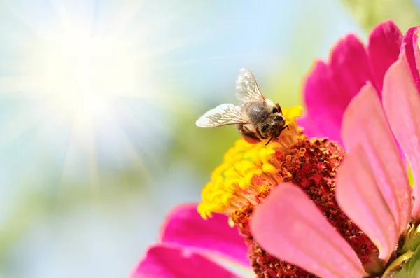 Abelha à procura de pólen em flor — Fotografia de Stock