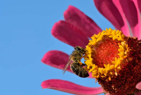 Abeille à la recherche de pollen en fleur — Photo