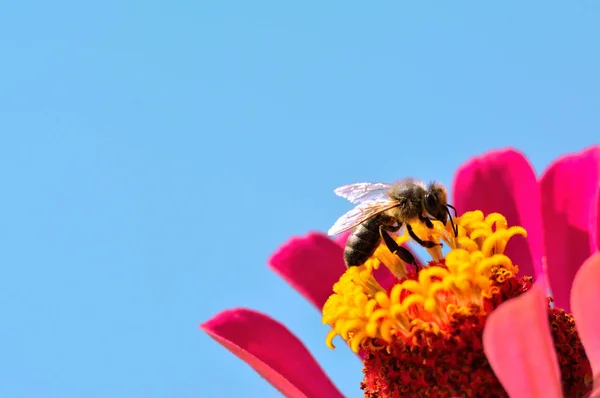 Včely hledají pylu v květu — Stock fotografie