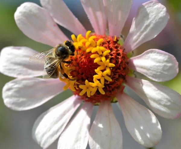 Pszczoła szuka pyłku w kwiat — Zdjęcie stockowe