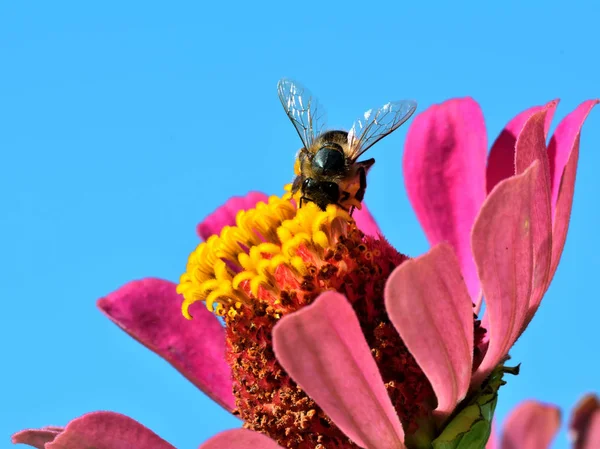 Bee op zoek naar stuifmeel in bloem — Stockfoto