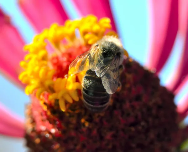 Abeja en busca de polen en flor —  Fotos de Stock