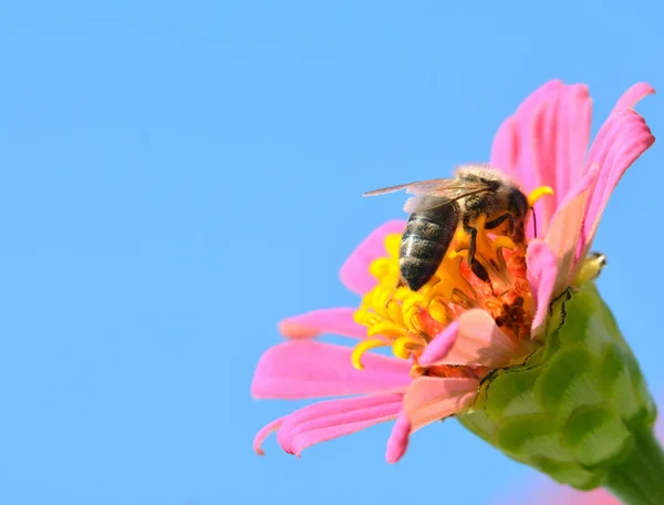 Abeja en busca de polen en flor —  Fotos de Stock