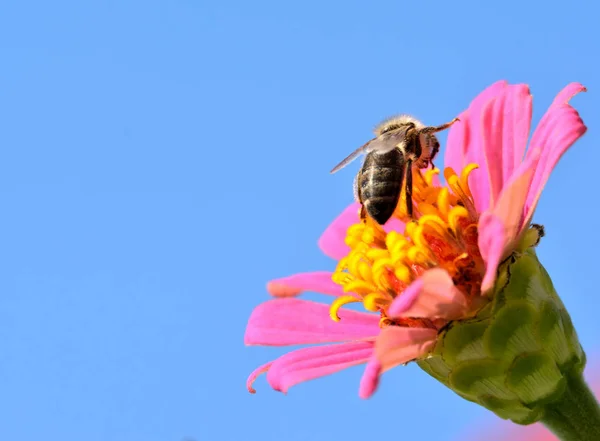 Pszczoły miodne Szukam pyłku w kwiat — Zdjęcie stockowe