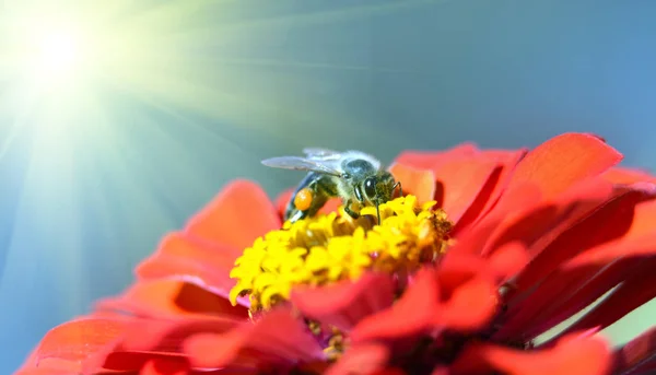 Pszczoła szuka pyłku w kwiat — Zdjęcie stockowe