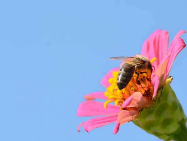 Pszczoły miodne Szukam pyłku w kwiat — Zdjęcie stockowe