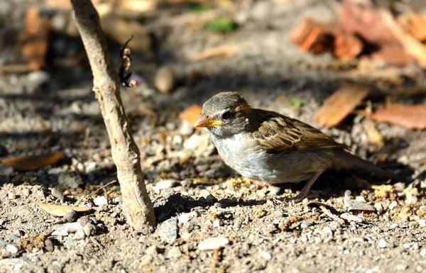 Uccello in cerca di cibo — Foto Stock
