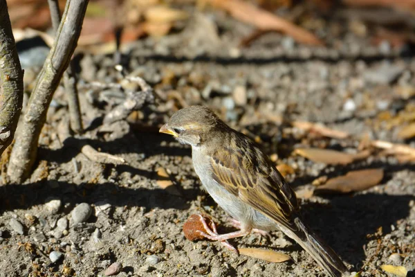 Vogel op zoek naar voedsel — Stockfoto