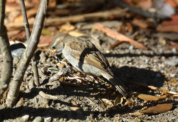 Vogel op zoek naar voedsel — Stockfoto