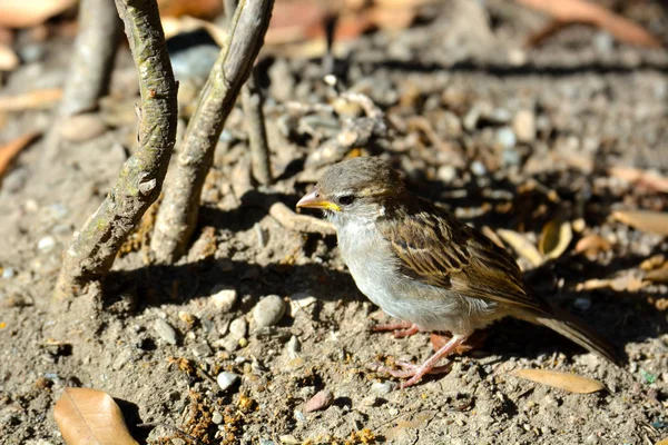 Vogel op zoek naar voedsel — Stockfoto