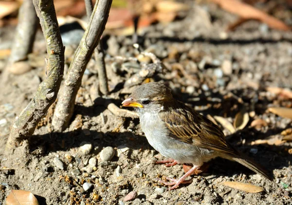 Vogel op zoek naar voedsel — Stockfoto