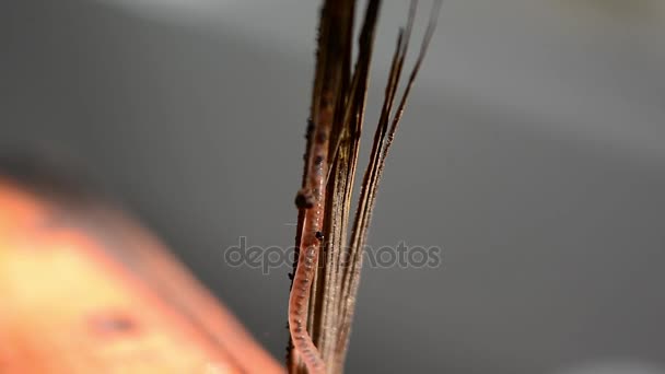 Earthworm on a dry branch. — Stock Video