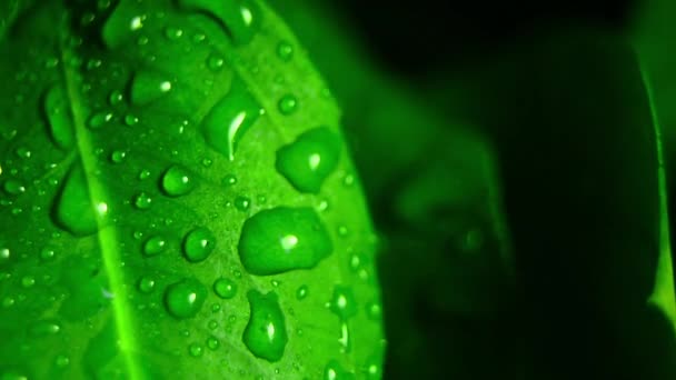 Zelený list s kapkami vody — Stock video