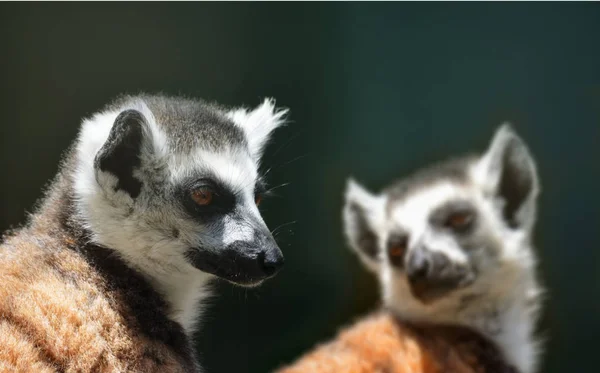 Anillo - lémur de cola (Lemur catta ) —  Fotos de Stock