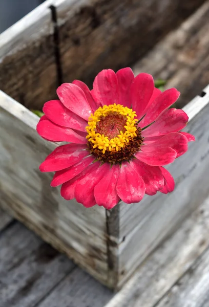 Цветочная нарезка на деревянной банке — стоковое фото