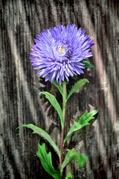 Blomma på träbord — Stockfoto