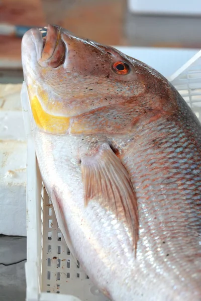 Большая свежая рыба — стоковое фото