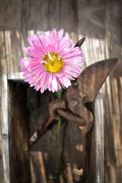 Ciseaux taille et fleur sur la table en bois — Photo