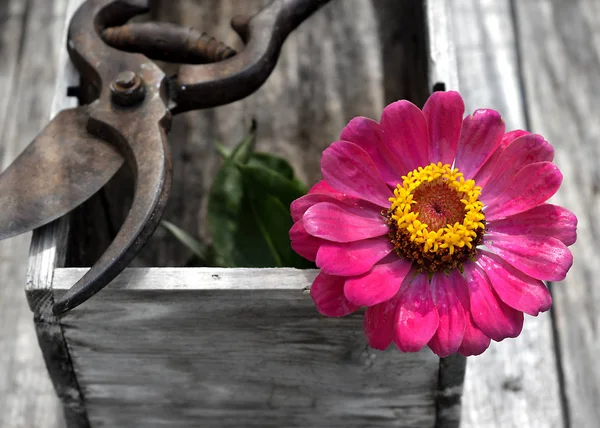 Forbici potatura e fiore sul tavolo di legno — Foto Stock