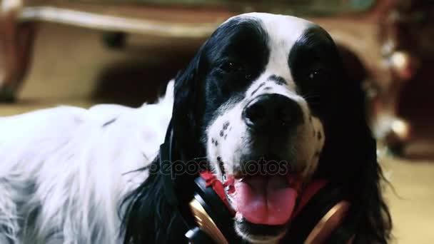 Dog listening to music from the headphone — Stock Video