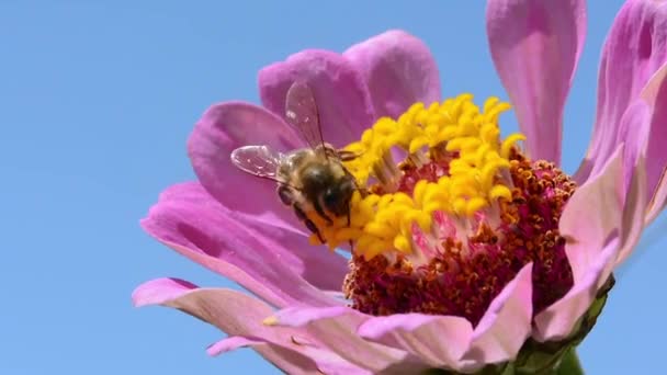 Pequena abelha escapa de grande abelha na flor — Vídeo de Stock