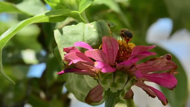 Biene fliegt nach Pollen über die Blume — Stockvideo