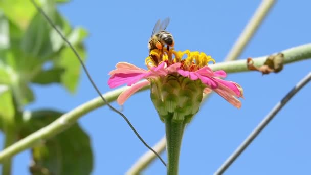 Abeja en flor para polen — Vídeos de Stock