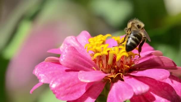 Пчела на цветке для пыльцы — стоковое видео