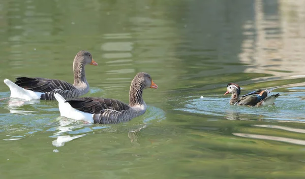 Família de pato no lago — Fotografia de Stock