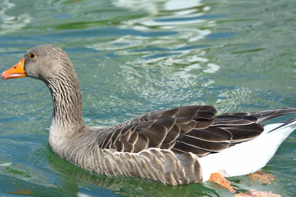 Pato no lago — Fotografia de Stock