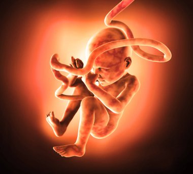 Human Fetus Medical concept Graphic and Scientific  clipart