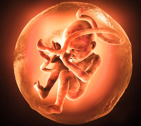 Menselijke foetus medische concept afbeelding en wetenschappelijk — Stockfoto