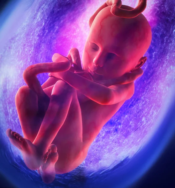 Menselijke foetus medische concept afbeelding en wetenschappelijk — Stockfoto