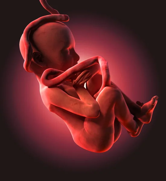 Human Fetus Medical concept Graphic and Scientific — Stock Photo, Image