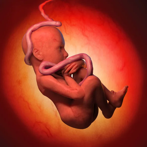 Human Fetus Medical concept Graphic and Scientific — Stock Photo, Image