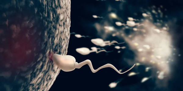 Rendering Sperm Fertilize Ovum — Stock Photo, Image