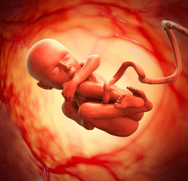 Human Fetus Medical Concept Graphic Scientific — Stock Photo, Image