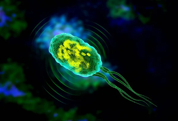 Bacteriën om na te denken 'sonar' signalen voor echografie — Stockfoto