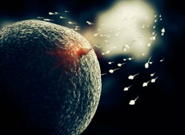 sperm fertilize with ovum clipart